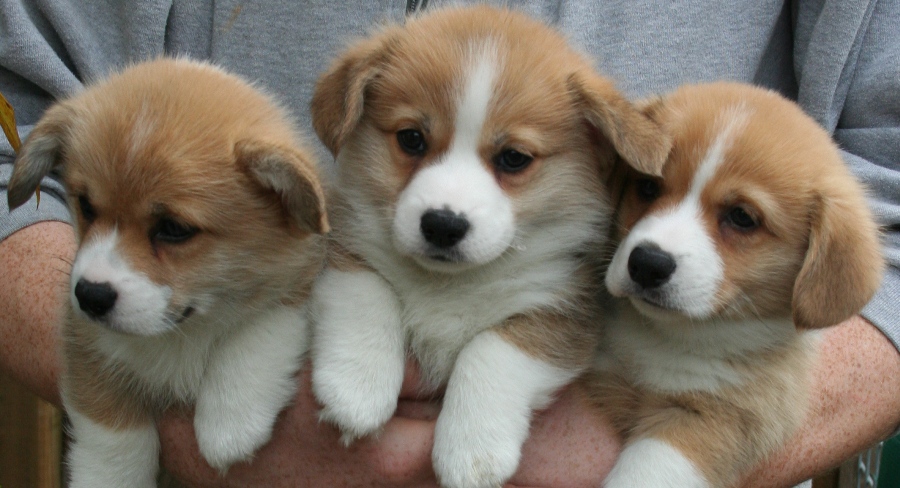 Puppies